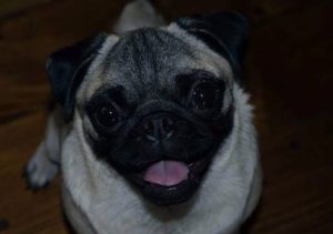 Solicitan datos de una perra pug robada en Luján