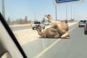 ¡Sorpresa! Dos camellos hicieron el amor en el medio de una ruta