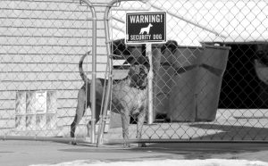 Una beba fue atacada por un Pitbull
