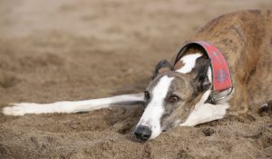 Desactivaron una carrera de Galgos en San Rafael
