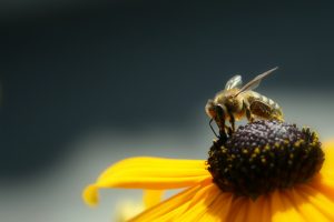 Una toxina de la abeja común puede detener al Sida