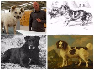 13 razas de perros que se extinguieron