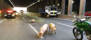 Camión con cerdos sufrió accidente en Autopista Central