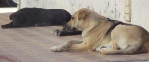 Vecino propuso un frigorífico para comercializar carne de perro