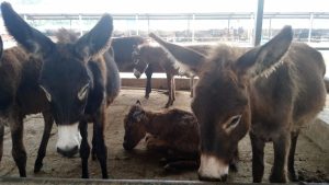 Centenares de burros son torturados y sacrificados para producir una medicina milagrosa