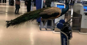 Una mujer intentó subir a un avión con un pavo real