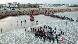 La carta viral contra los voluntarios que querían salvar a la ballena en Mar del Plata