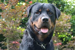 Dio a luz, abandonó al bebé y lo salvó el rottweiler de su suegro