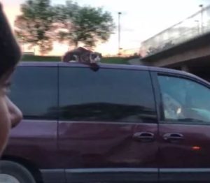 Video: Gato viaja sobre el techo de un auto a más de 100 kilómetros por hora