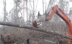 Video: Un orangután pelea contra la máquina que destruye su bosque