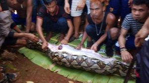 Increíble: Estaba desaparecida y la encontraron dentro de una pitón