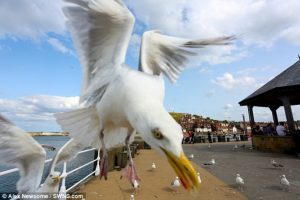 Video: Polémica por la aparición de gaviotas borrachas