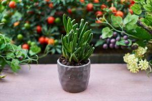 Tras 5 años se da cuenta de por qué su mujer fallecida le pidió que regara las plantas