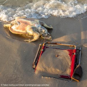 Horrible muerte de una tortuga marina en peligro de extinción