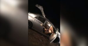 Video impactante: un camello quedó atrapado en un auto tras un choque