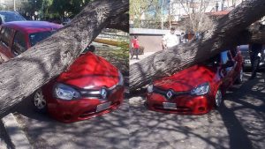 Mendoza: Un árbol se cayó y destrozó un auto en pleno centro