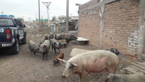 Las Heras: Encontraron cerdos comiendo el cadáver de un caballo