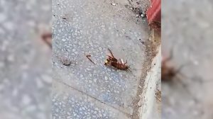 Video: brutal lucha entre una cucaracha y una avispa tiene un final sorprendente