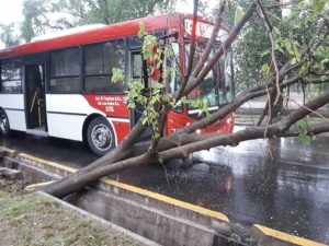 Godoy Cruz: Un árbol se desplomó sobre un colectivo