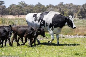 Una vaca pesa 1.400 kilos y no para de crecer