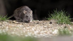 Seis personas murieron infectadas por hantavirus