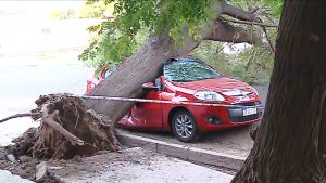 Un árbol aplastó a un auto en Las Heras