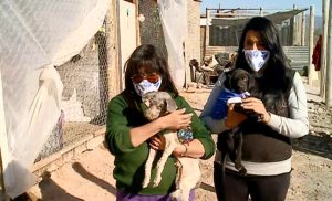 Robaron un refugio de animales en Godoy Cruz