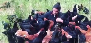 “Gallinas felices”: el método que deja a los animales libres y obtiene huevos ecológicos