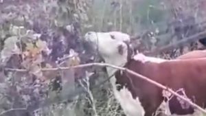 Metió vacas al viñedo para que se comieran su producción de uvas Cabernet