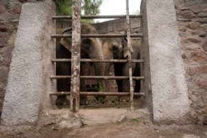 ¿Cómo será el traslado de las elefantas mendocinas a Brasil?