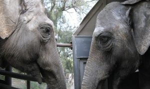 “Pocha” y “Guillermina” así partían al santuario brasilero