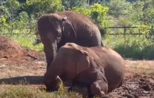 El inédito video de Pocha y Guillermina disfrutando de su nuevo hogar