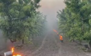 Heladas tardías y emergencia agrícola: ¿a qué beneficios pueden acceder los productores que sufrieron pérdidas?