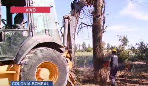 Video: En la calle donde cayó un árbol y aplastó a un mendocino hay 300 en mal estado