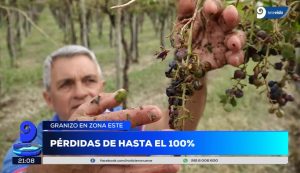 Granizo en el Este: "En 7 minutos perdimos todo, no hay Vendimia que festejar"