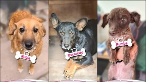 La tierna campaña de una municipalidad mendocina para dar en adopción a perros rescatados de la calle