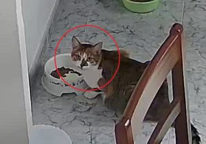 Puso una cámara de seguridad en su casa y la reacción de sus gatos revolucionó Twitter