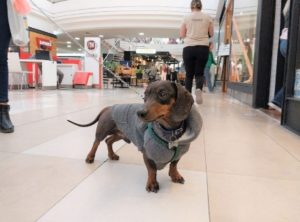 Mendoza ya tiene el primer centro comercial "Pet Friendly" de la región