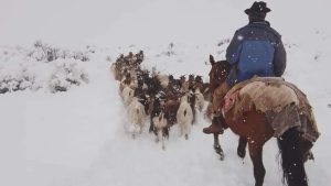 Encontraron a otro puestero muerto en Malargüe