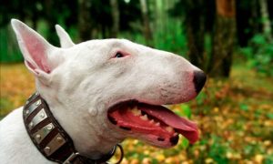 Conmoción en Mendoza: una beba pelea por su vida en terapia tras ser atacada por perros bull terrier