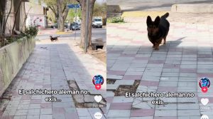 Se encontró con un perro en la calle y sufrió una tierna confusión viral: “El salchichero alemán no exis…”