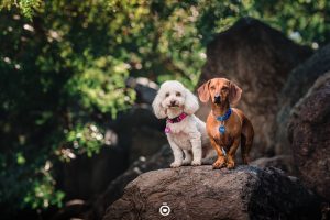 ¿Tu perro hace pozos? Lo que podés hacer para evitarlo