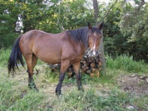 Emergencia sanitaria por Encefalomielitis equina: ¿qué es la enfermedad que se contagia a humanos?