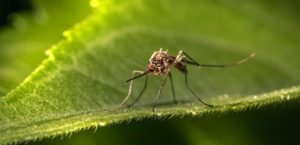 Truco casero: con este tip sencillo y barato podés ahuyentar los mosquitos de tu casa