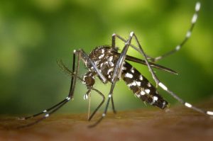 “Es la epidemia de dengue más grande de la historia”: ¿Dónde conseguir la vacuna en Mendoza y cuánto cuesta?