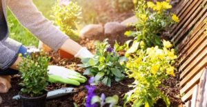 Truco casero: con este abono podés hacer que tus plantas crezcan y también eliminar las hormigas de tu jardín