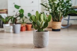 Truco casero: ¿cómo y cuándo trasplantar un cactus?