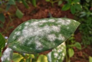 Truco casero: ¿tus plantas tienen manchas blancas? así podés solucionarlo