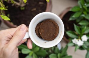 Truco casero: no tires los restos de café y hacé este abono para tus plantas