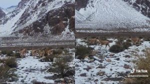 Vídeo: una manada de guanacos se hizo viral al correr en medio de la nieve en Mendoza